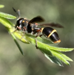 Stenodyneriellus sp. (genus) (A potter wasp) at Mount Jerrabomberra QP - 26 Dec 2021 by Steve_Bok