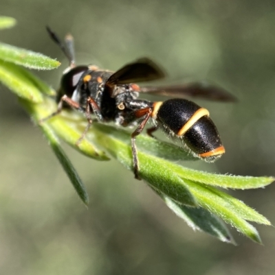 Stenodyneriellus sp. (genus) (A potter wasp) at Jerrabomberra, NSW - 26 Dec 2021 by Steve_Bok