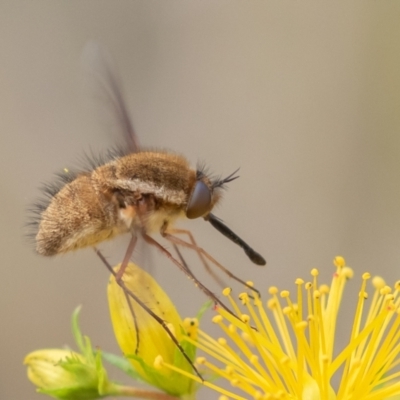 Staurostichus sp. (genus) (Unidentified Staurostichus bee fly) at Coree, ACT - 26 Dec 2021 by rawshorty