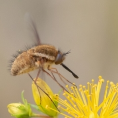 Staurostichus sp. (genus) (Unidentified Staurostichus bee fly) at Coree, ACT - 25 Dec 2021 by rawshorty
