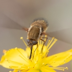 Staurostichus sp. (genus) at Coree, ACT - 26 Dec 2021