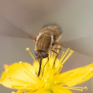 Staurostichus sp. (genus) at Coree, ACT - 26 Dec 2021