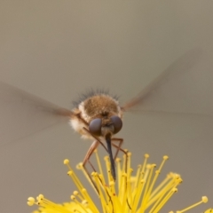 Staurostichus sp. (genus) at Coree, ACT - 26 Dec 2021