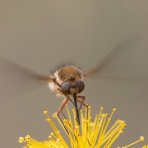 Staurostichus sp. (genus) at Coree, ACT - 26 Dec 2021