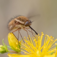 Staurostichus sp. (genus) at Coree, ACT - 26 Dec 2021