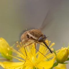 Staurostichus sp. (genus) at Coree, ACT - 26 Dec 2021