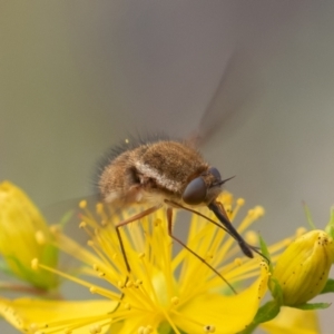 Staurostichus sp. (genus) at Coree, ACT - 26 Dec 2021