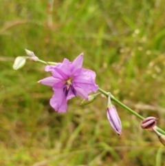 Arthropodium fimbriatum (Nodding Chocolate Lily) at Molonglo Valley, ACT - 26 Dec 2021 by sangio7