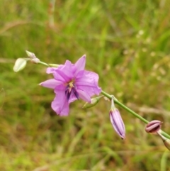 Arthropodium fimbriatum (Nodding Chocolate Lily) at Molonglo Valley, ACT - 25 Dec 2021 by sangio7