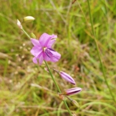 Arthropodium fimbriatum at Molonglo Valley, ACT - 26 Dec 2021