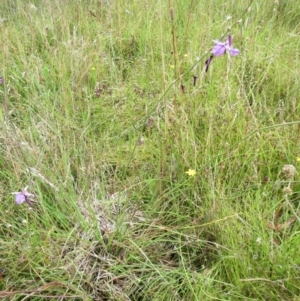 Arthropodium fimbriatum at Molonglo Valley, ACT - 26 Dec 2021