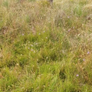 Arthropodium fimbriatum at Molonglo Valley, ACT - 26 Dec 2021