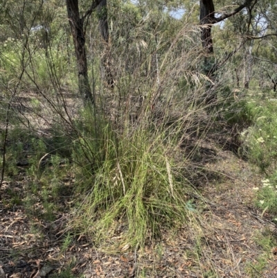 Rytidosperma pallidum (Red-anther Wallaby Grass) at Jerrabomberra, NSW - 26 Dec 2021 by SteveBorkowskis