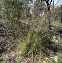 Rytidosperma pallidum at Jerrabomberra, NSW - 26 Dec 2021 11:26 AM