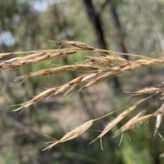 Rytidosperma pallidum at Jerrabomberra, NSW - 26 Dec 2021 11:26 AM