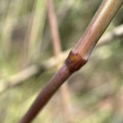 Rytidosperma pallidum at Jerrabomberra, NSW - 26 Dec 2021 11:26 AM