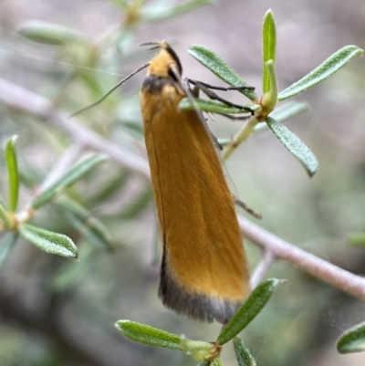 Parergophela melirrhoa (A concealer moth) at Mount Jerrabomberra QP - 26 Dec 2021 by Steve_Bok