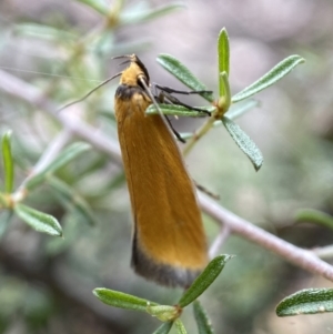 Parergophela melirrhoa at Jerrabomberra, NSW - 26 Dec 2021 11:12 AM