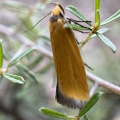 Parergophela melirrhoa at Jerrabomberra, NSW - 26 Dec 2021