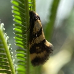 Olbonoma triptycha (Chezela Group) at Jerrabomberra, NSW - 26 Dec 2021 by SteveBorkowskis