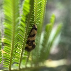 Olbonoma triptycha at Jerrabomberra, NSW - 26 Dec 2021 11:34 AM