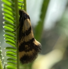 Olbonoma triptycha at Jerrabomberra, NSW - 26 Dec 2021