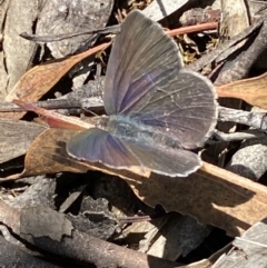 Erina hyacinthina (Varied Dusky-blue) at Mount Jerrabomberra - 26 Dec 2021 by Steve_Bok