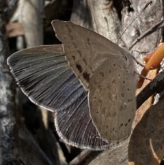 Erina hyacinthina at Jerrabomberra, NSW - 26 Dec 2021