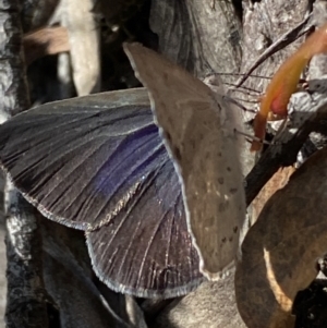 Erina hyacinthina at Jerrabomberra, NSW - 26 Dec 2021