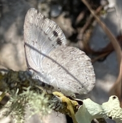 Erina hyacinthina at Jerrabomberra, NSW - 26 Dec 2021