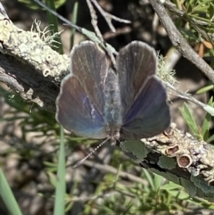 Erina hyacinthina at Jerrabomberra, NSW - 26 Dec 2021