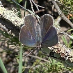 Erina hyacinthina at Jerrabomberra, NSW - 26 Dec 2021