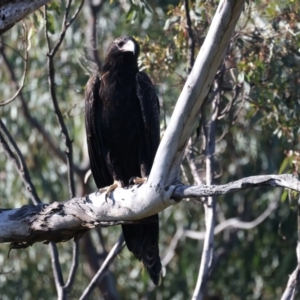 Aquila audax at Ainslie, ACT - 24 Dec 2021