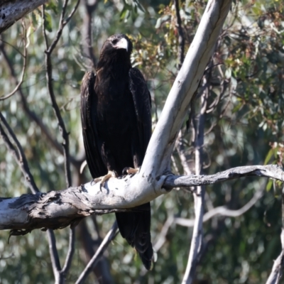 Aquila audax (Wedge-tailed Eagle) at Mount Ainslie - 24 Dec 2021 by jb2602