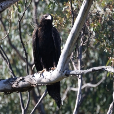 Aquila audax (Wedge-tailed Eagle) at Ainslie, ACT - 24 Dec 2021 by jb2602