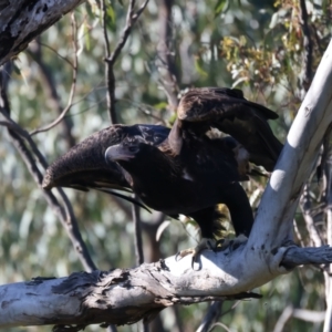 Aquila audax at Ainslie, ACT - 24 Dec 2021 04:51 PM