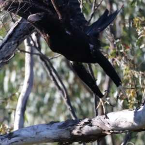 Aquila audax at Ainslie, ACT - 24 Dec 2021 04:51 PM