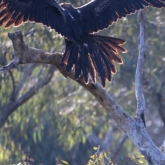 Aquila audax at Ainslie, ACT - 24 Dec 2021