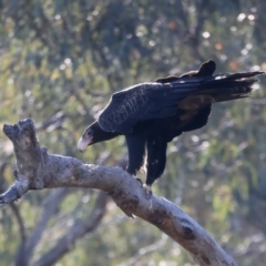 Aquila audax at Ainslie, ACT - 24 Dec 2021 04:51 PM