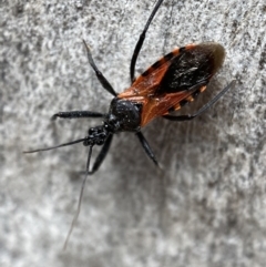 Gminatus australis (Orange assassin bug) at Mount Jerrabomberra - 26 Dec 2021 by Steve_Bok