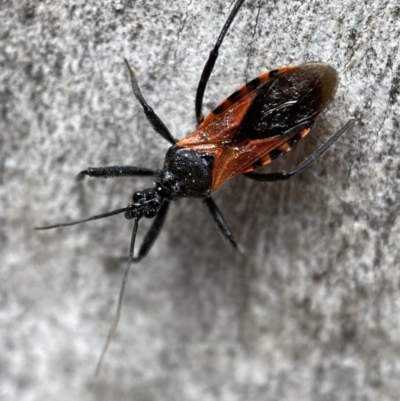 Gminatus australis (Orange assassin bug) at Mount Jerrabomberra - 26 Dec 2021 by Steve_Bok