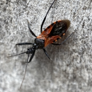 Gminatus australis at Jerrabomberra, NSW - 26 Dec 2021