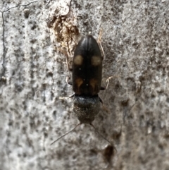 Austrocardiophorus assimilis (Click beetle) at Mount Jerrabomberra QP - 26 Dec 2021 by Steve_Bok