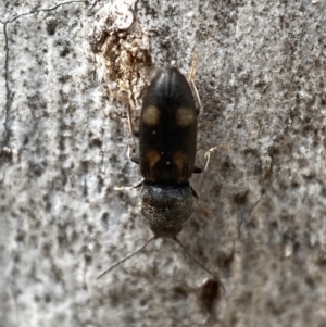 Austrocardiophorus assimilis at Jerrabomberra, NSW - 26 Dec 2021