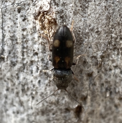 Austrocardiophorus assimilis (Click beetle) at Jerrabomberra, NSW - 26 Dec 2021 by SteveBorkowskis