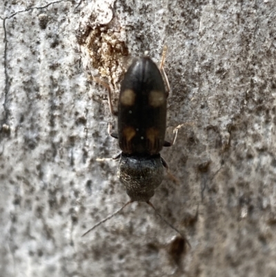 Austrocardiophorus assimilis (Click beetle) at Jerrabomberra, NSW - 26 Dec 2021 by Steve_Bok