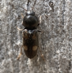 Austrocardiophorus assimilis at Jerrabomberra, NSW - 26 Dec 2021