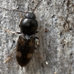 Austrocardiophorus assimilis at Jerrabomberra, NSW - 26 Dec 2021