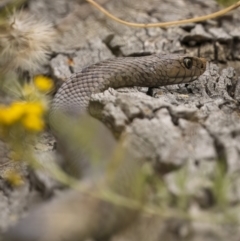 Pseudonaja textilis (Eastern Brown Snake) at Pialligo, ACT - 23 Dec 2021 by trevsci