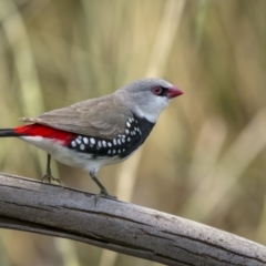 Stagonopleura guttata (Diamond Firetail) at Mount Ainslie - 23 Dec 2021 by trevsci